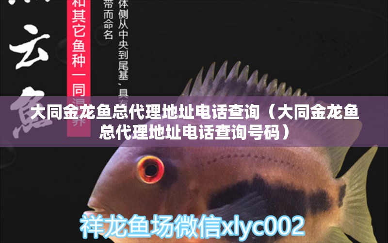 大同金龍魚總代理地址電話查詢（大同金龍魚總代理地址電話查詢號碼）