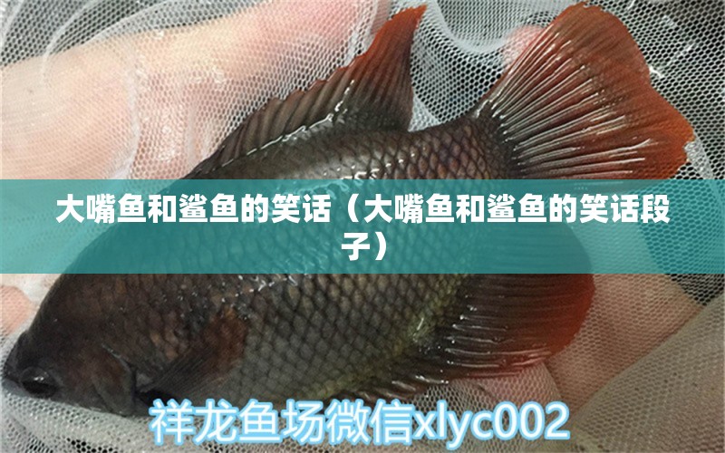 大嘴魚和鯊魚的笑話（大嘴魚和鯊魚的笑話段子）