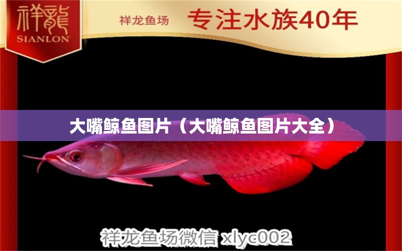 大嘴鯨魚圖片（大嘴鯨魚圖片大全） 大嘴鯨魚