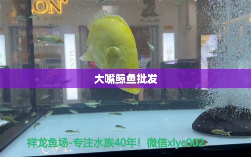 大嘴鯨魚批發(fā) 大嘴鯨魚