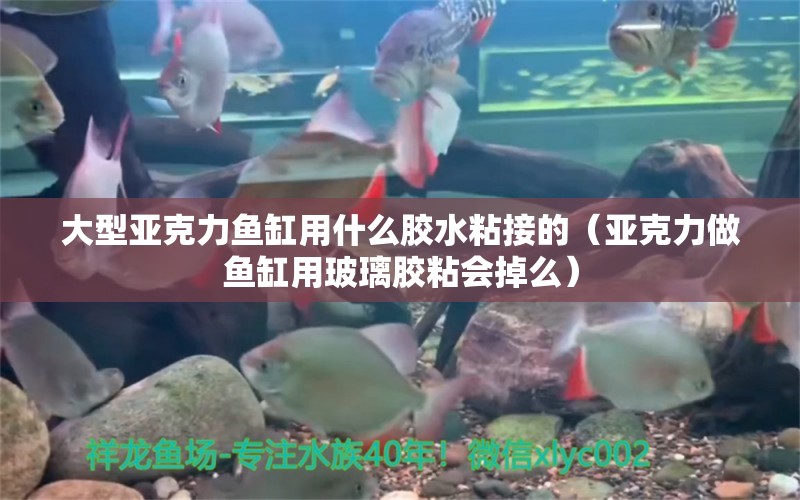 大型亞克力魚缸用什么膠水粘接的（亞克力做魚缸用玻璃膠粘會掉么）