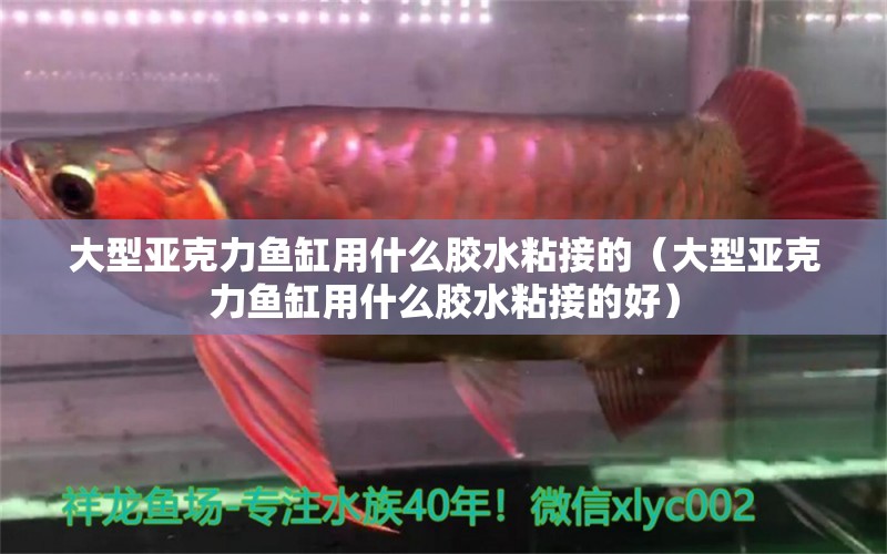 大型亞克力魚缸用什么膠水粘接的（大型亞克力魚缸用什么膠水粘接的好） 馬拉莫寶石魚