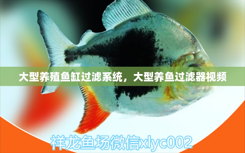 大型養(yǎng)殖魚(yú)缸過(guò)濾系統(tǒng)，大型養(yǎng)魚(yú)過(guò)濾器視頻 觀賞魚(yú) 第1張