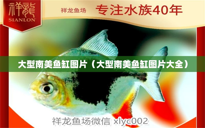 大型南美魚缸圖片（大型南美魚缸圖片大全）