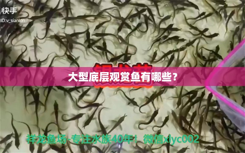 大型底層觀賞魚(yú)有哪些？