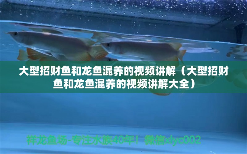 大型招財(cái)魚(yú)和龍魚(yú)混養(yǎng)的視頻講解（大型招財(cái)魚(yú)和龍魚(yú)混養(yǎng)的視頻講解大全）