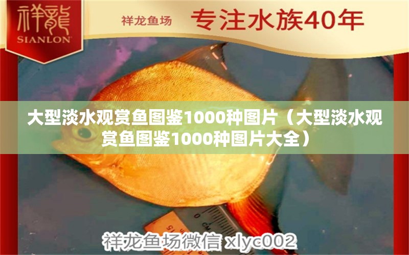 大型淡水觀(guān)賞魚(yú)圖鑒1000種圖片（大型淡水觀(guān)賞魚(yú)圖鑒1000種圖片大全）