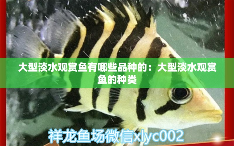 大型淡水觀賞魚(yú)有哪些品種的：大型淡水觀賞魚(yú)的種類(lèi) 魚(yú)缸風(fēng)水 第2張