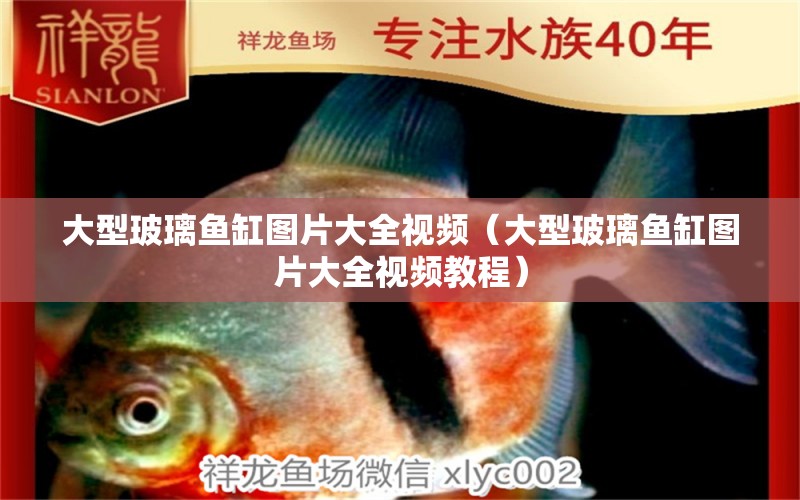 大型玻璃魚缸圖片大全視頻（大型玻璃魚缸圖片大全視頻教程）