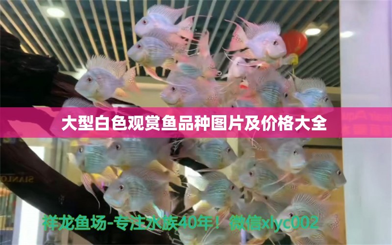 大型白色觀(guān)賞魚(yú)品種圖片及價(jià)格大全 