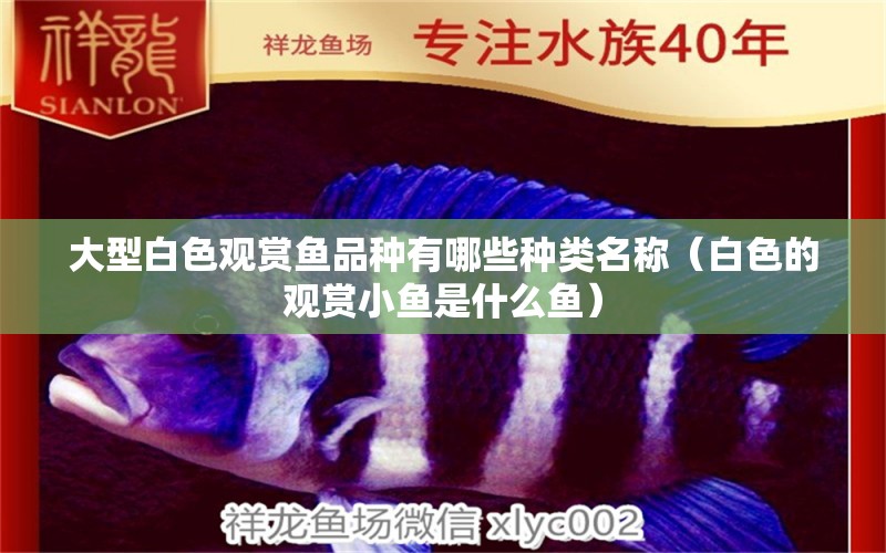 大型白色觀賞魚品種有哪些種類名稱（白色的觀賞小魚是什么魚） 黃金招財貓魚