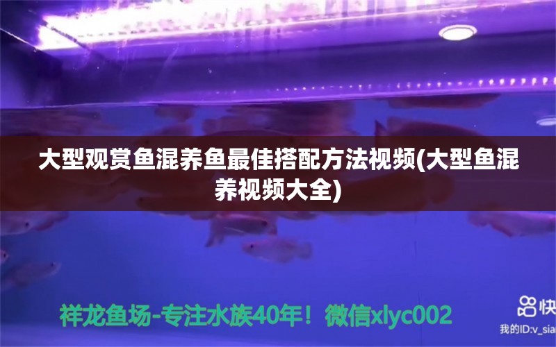 大型觀賞魚混養(yǎng)魚最佳搭配方法視頻(大型魚混養(yǎng)視頻大全) 潛水艇魚