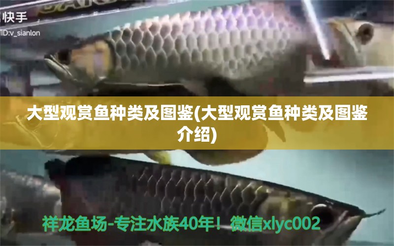 大型觀賞魚種類及圖鑒(大型觀賞魚種類及圖鑒介紹)