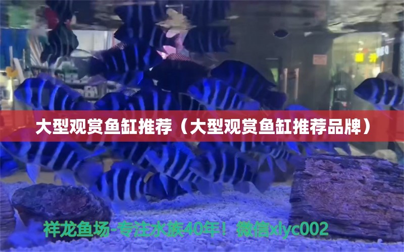 大型觀賞魚缸推薦（大型觀賞魚缸推薦品牌） 量子養(yǎng)魚技術(shù)