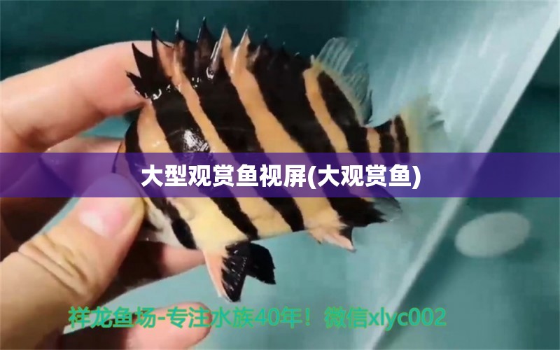 大型觀賞魚視屏(大觀賞魚) 白子銀龍魚苗