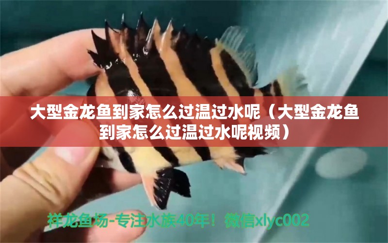 大型金龍魚到家怎么過溫過水呢（大型金龍魚到家怎么過溫過水呢視頻）