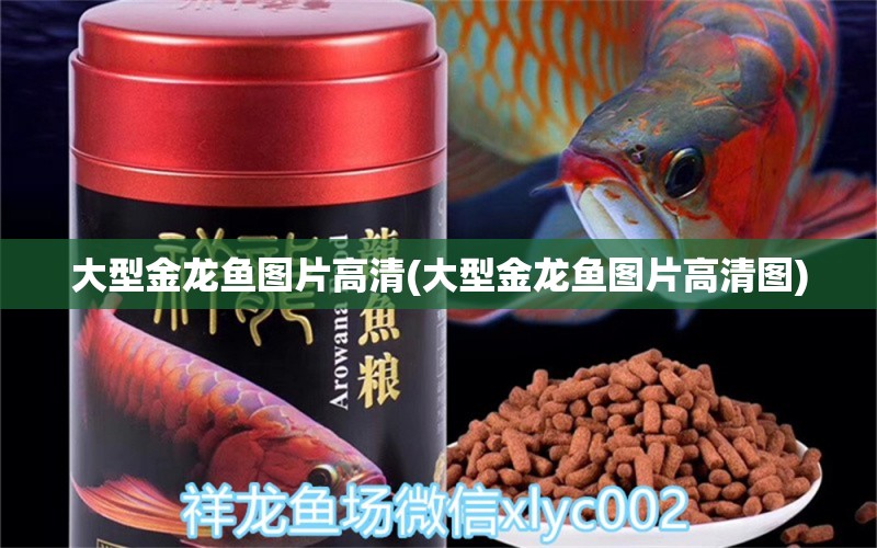 大型金龍魚圖片高清(大型金龍魚圖片高清圖) 白化火箭