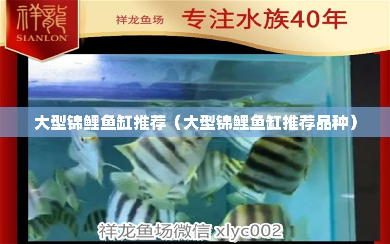 大型錦鯉魚缸推薦（大型錦鯉魚缸推薦品種） 巴西亞魚