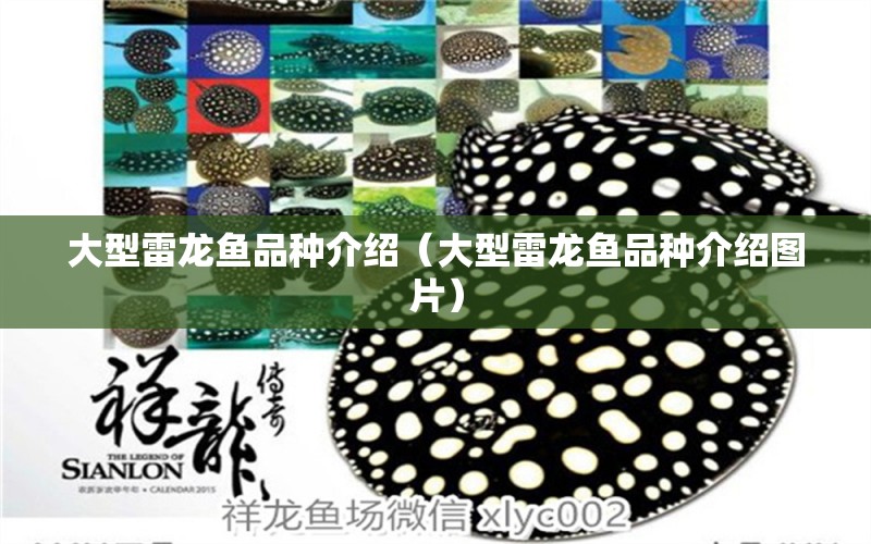 大型雷龍魚品種介紹（大型雷龍魚品種介紹圖片）