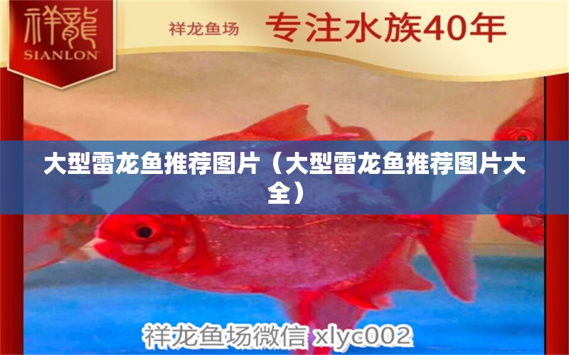 大型雷龍魚(yú)推薦圖片（大型雷龍魚(yú)推薦圖片大全）