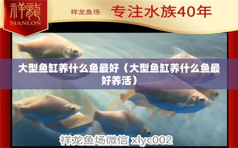 大型魚(yú)缸養(yǎng)什么魚(yú)最好（大型魚(yú)缸養(yǎng)什么魚(yú)最好養(yǎng)活）