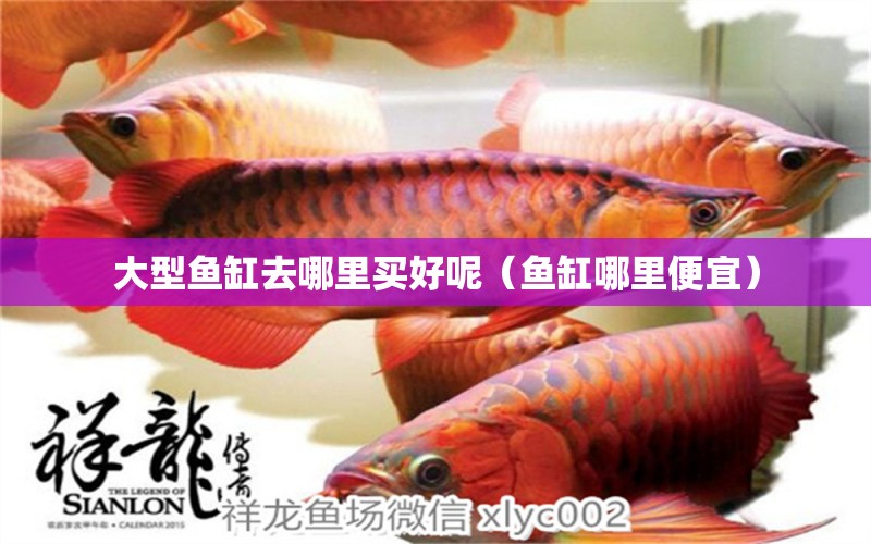 大型魚缸去哪里買好呢（魚缸哪里便宜）