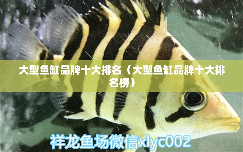 大型魚(yú)缸品牌十大排名（大型魚(yú)缸品牌十大排名榜）