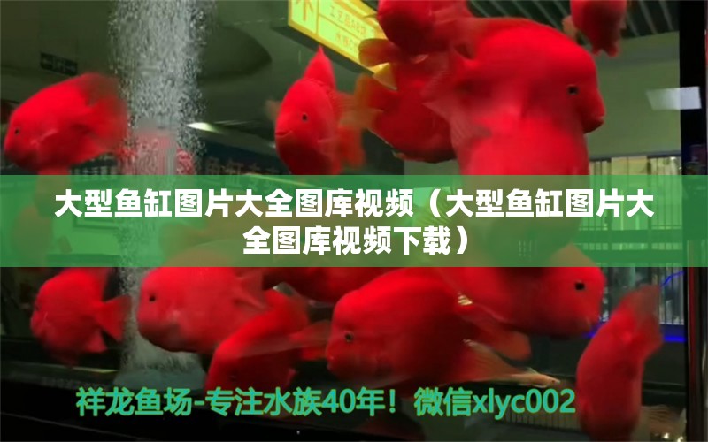 大型魚缸圖片大全圖庫視頻（大型魚缸圖片大全圖庫視頻下載）