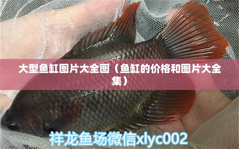 大型魚缸圖片大全圖（魚缸的價(jià)格和圖片大全集） 其他品牌魚缸