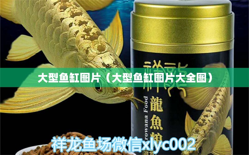 大型魚缸圖片（大型魚缸圖片大全圖）