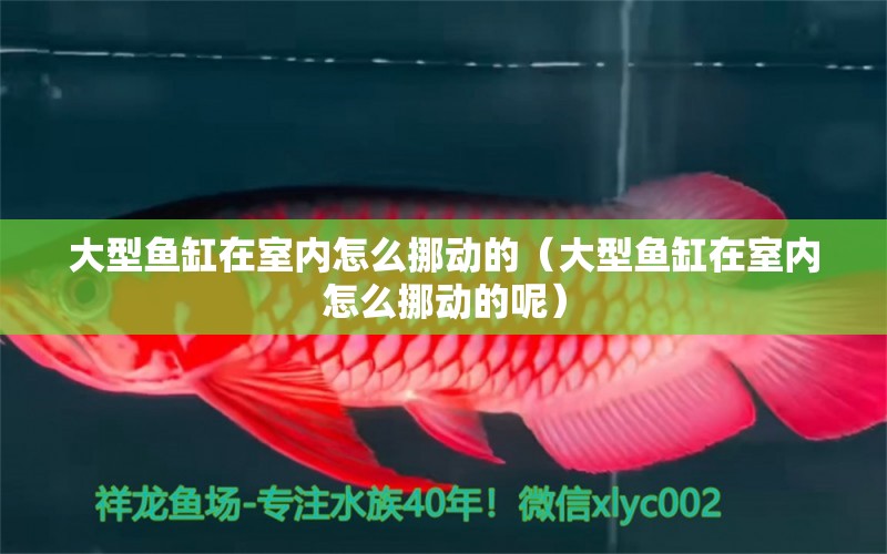 大型魚缸在室內(nèi)怎么挪動的（大型魚缸在室內(nèi)怎么挪動的呢）