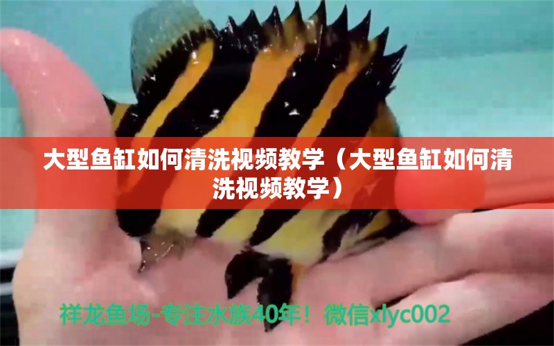 大型魚缸如何清洗視頻教學（大型魚缸如何清洗視頻教學） 海象魚