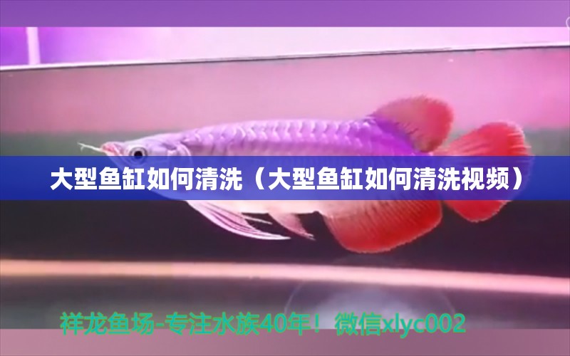 大型魚(yú)缸如何清洗（大型魚(yú)缸如何清洗視頻） 其他品牌魚(yú)缸