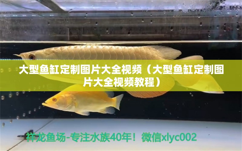 大型魚缸定制圖片大全視頻（大型魚缸定制圖片大全視頻教程）