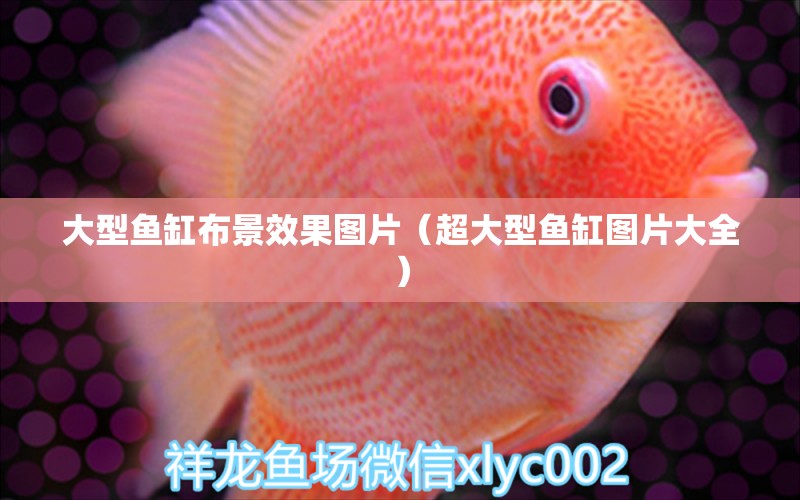 大型魚缸布景效果圖片（超大型魚缸圖片大全）