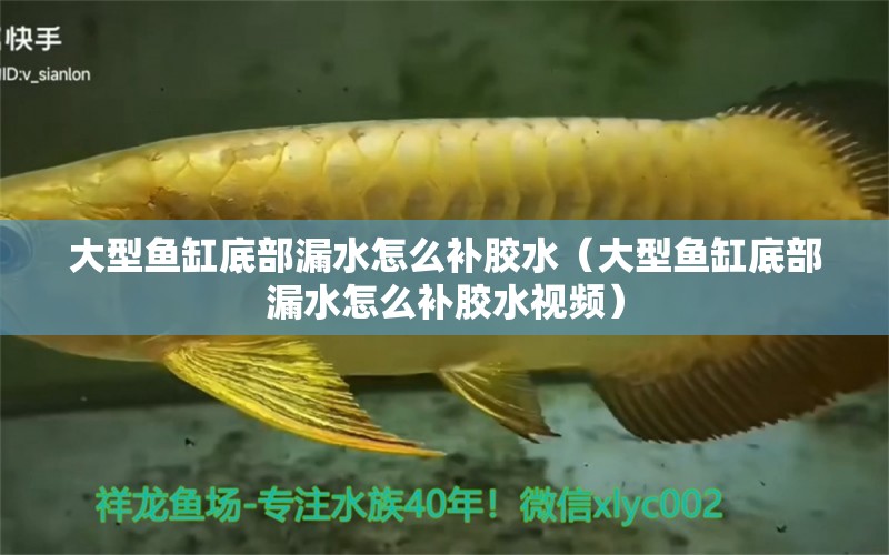 大型魚缸底部漏水怎么補(bǔ)膠水（大型魚缸底部漏水怎么補(bǔ)膠水視頻）