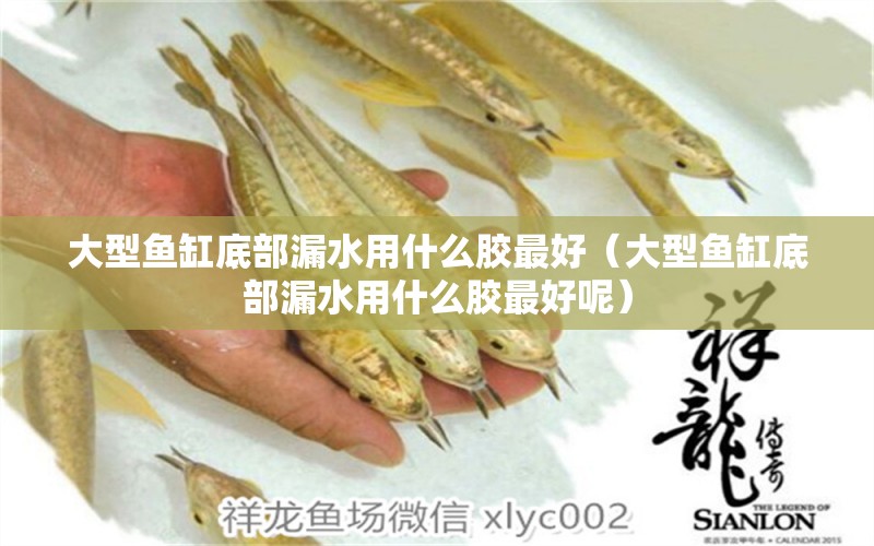 大型魚缸底部漏水用什么膠最好（大型魚缸底部漏水用什么膠最好呢）