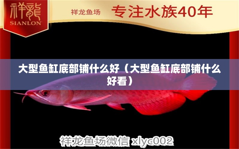 大型魚缸底部鋪什么好（大型魚缸底部鋪什么好看）