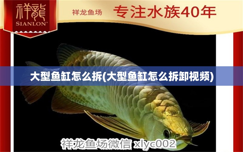 大型魚缸怎么拆(大型魚缸怎么拆卸視頻) 黃金招財貓魚 第2張