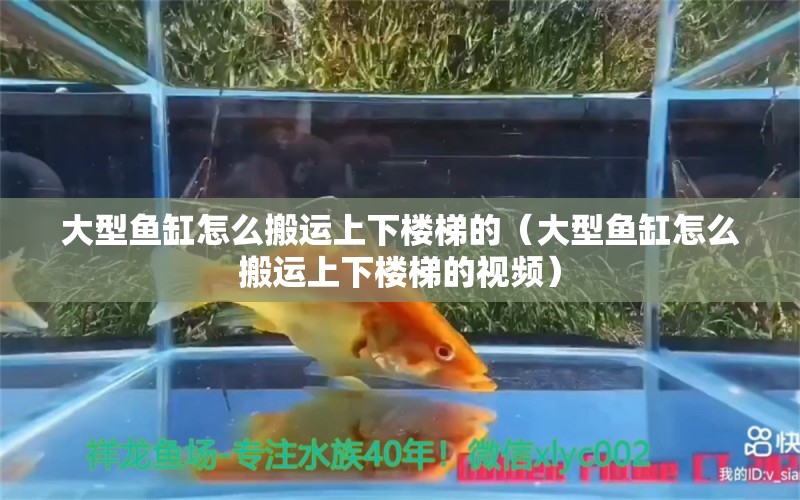 大型魚缸怎么搬運上下樓梯的（大型魚缸怎么搬運上下樓梯的視頻）