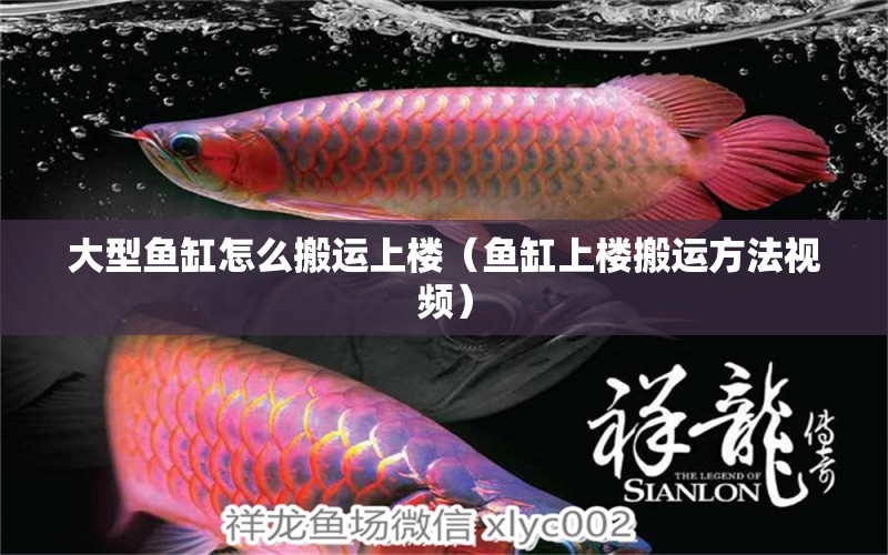 大型魚缸怎么搬運(yùn)上樓（魚缸上樓搬運(yùn)方法視頻） 觀賞魚批發(fā)