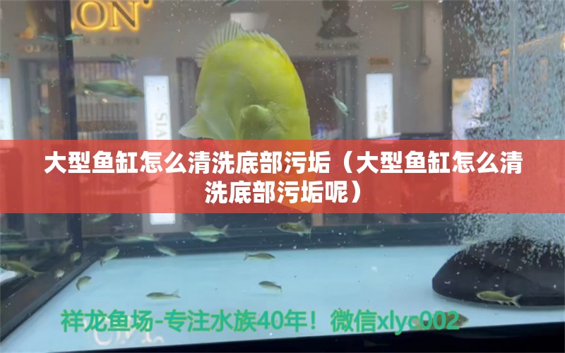 大型魚缸怎么清洗底部污垢（大型魚缸怎么清洗底部污垢呢）