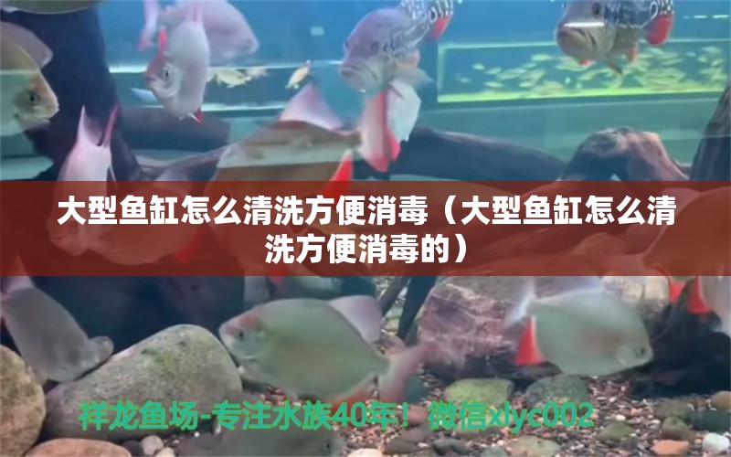 大型魚缸怎么清洗方便消毒（大型魚缸怎么清洗方便消毒的）