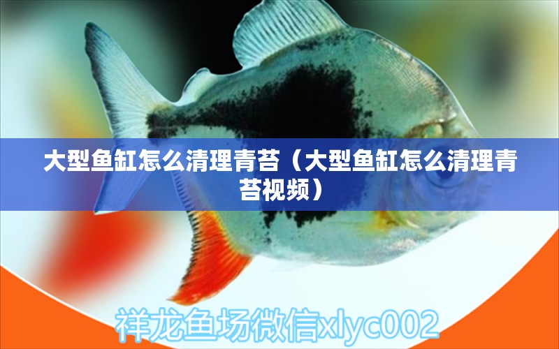 大型魚(yú)缸怎么清理青苔（大型魚(yú)缸怎么清理青苔視頻）