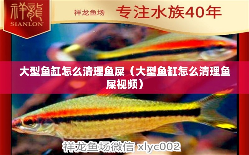 大型魚(yú)缸怎么清理魚(yú)屎（大型魚(yú)缸怎么清理魚(yú)屎視頻）