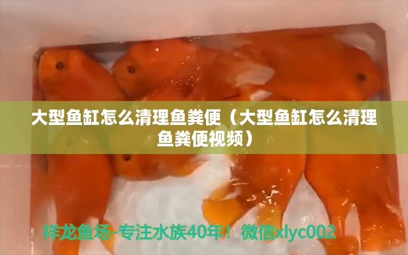 大型魚缸怎么清理魚糞便（大型魚缸怎么清理魚糞便視頻） 其他品牌魚缸