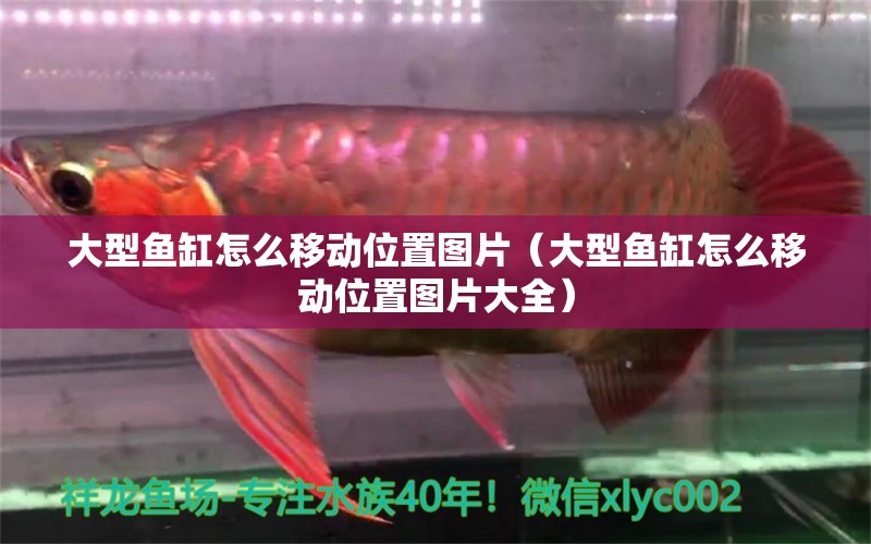 大型魚缸怎么移動位置圖片（大型魚缸怎么移動位置圖片大全）