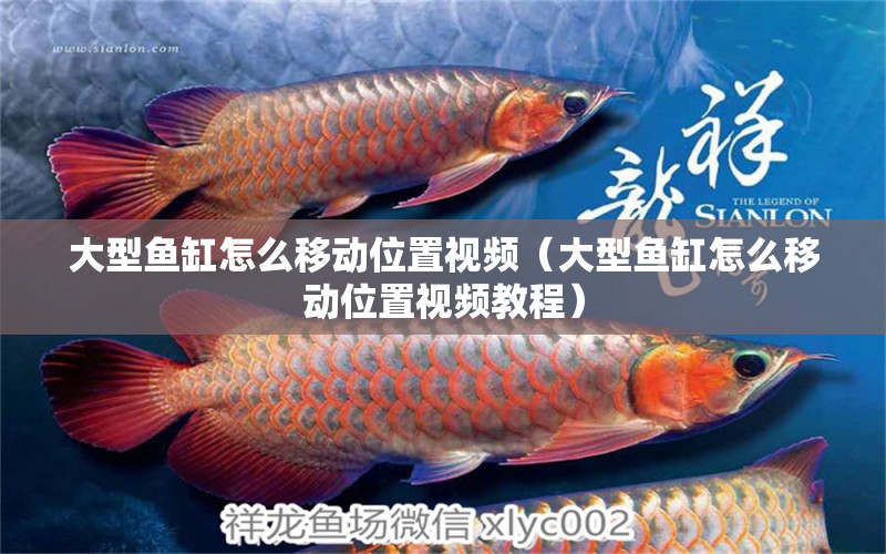 大型魚缸怎么移動位置視頻（大型魚缸怎么移動位置視頻教程）