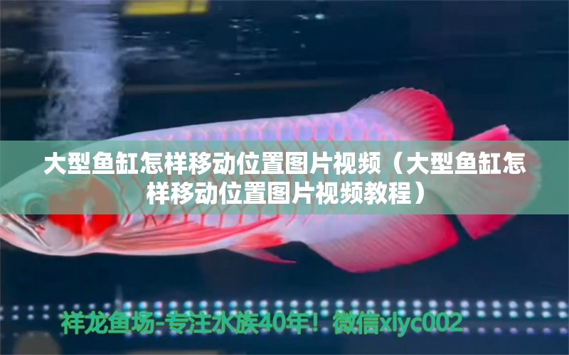 大型魚缸怎樣移動位置圖片視頻（大型魚缸怎樣移動位置圖片視頻教程）