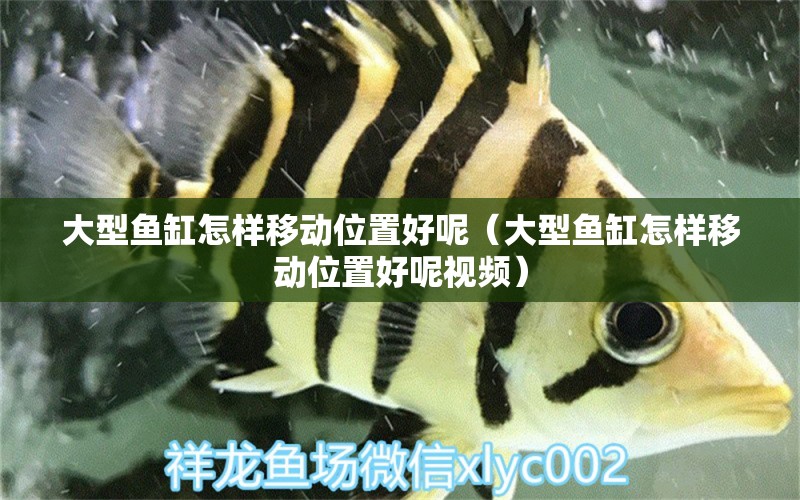 大型魚缸怎樣移動位置好呢（大型魚缸怎樣移動位置好呢視頻）